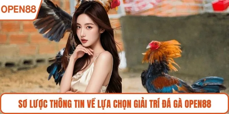 Sơ lược thông tin về lựa chọn giải trí đá gà OPEN88